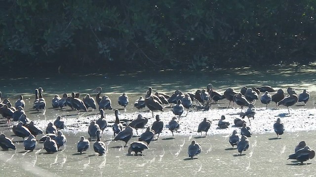 Black-bellied Whistling-Duck - ML647184787