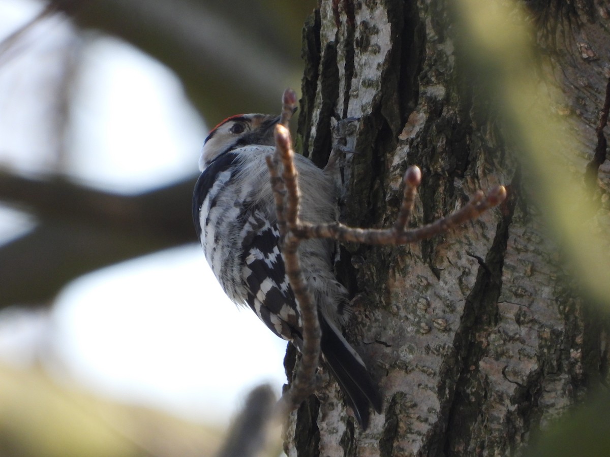 Lesser Spotted Woodpecker - ML647184788