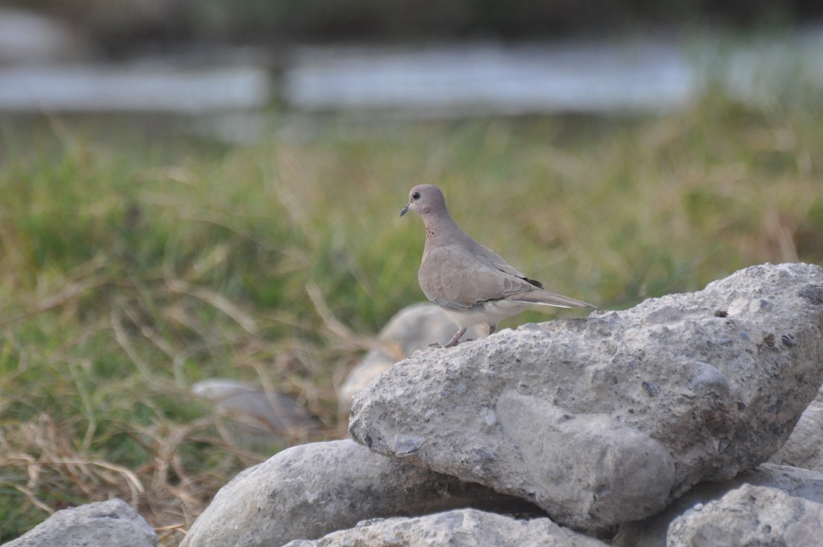 Laughing Dove - ML647184789