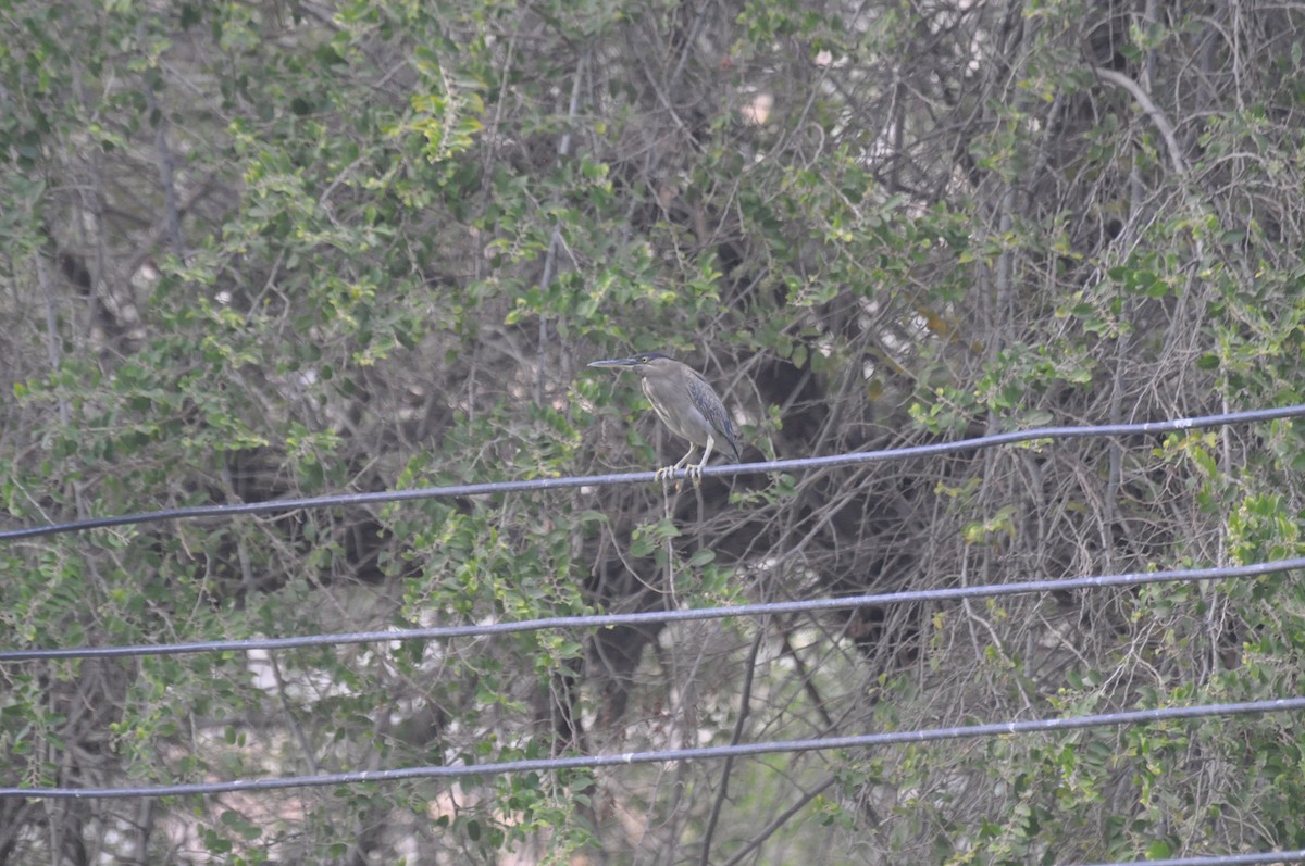 Little Heron - ML647184796