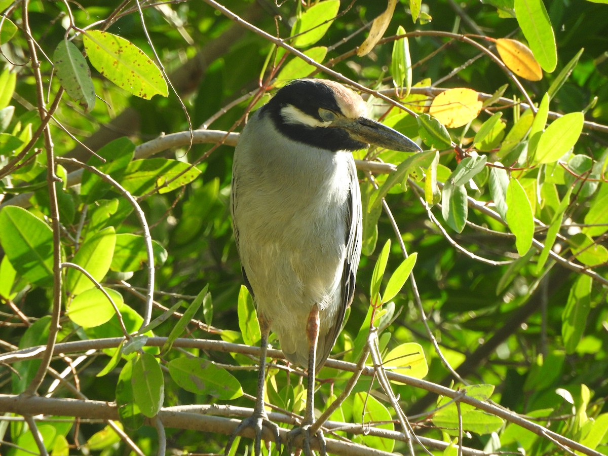 Yellow-crowned Night Heron - ML647184797