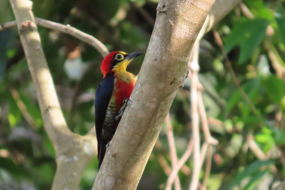 Yellow-fronted Woodpecker - ML647184800