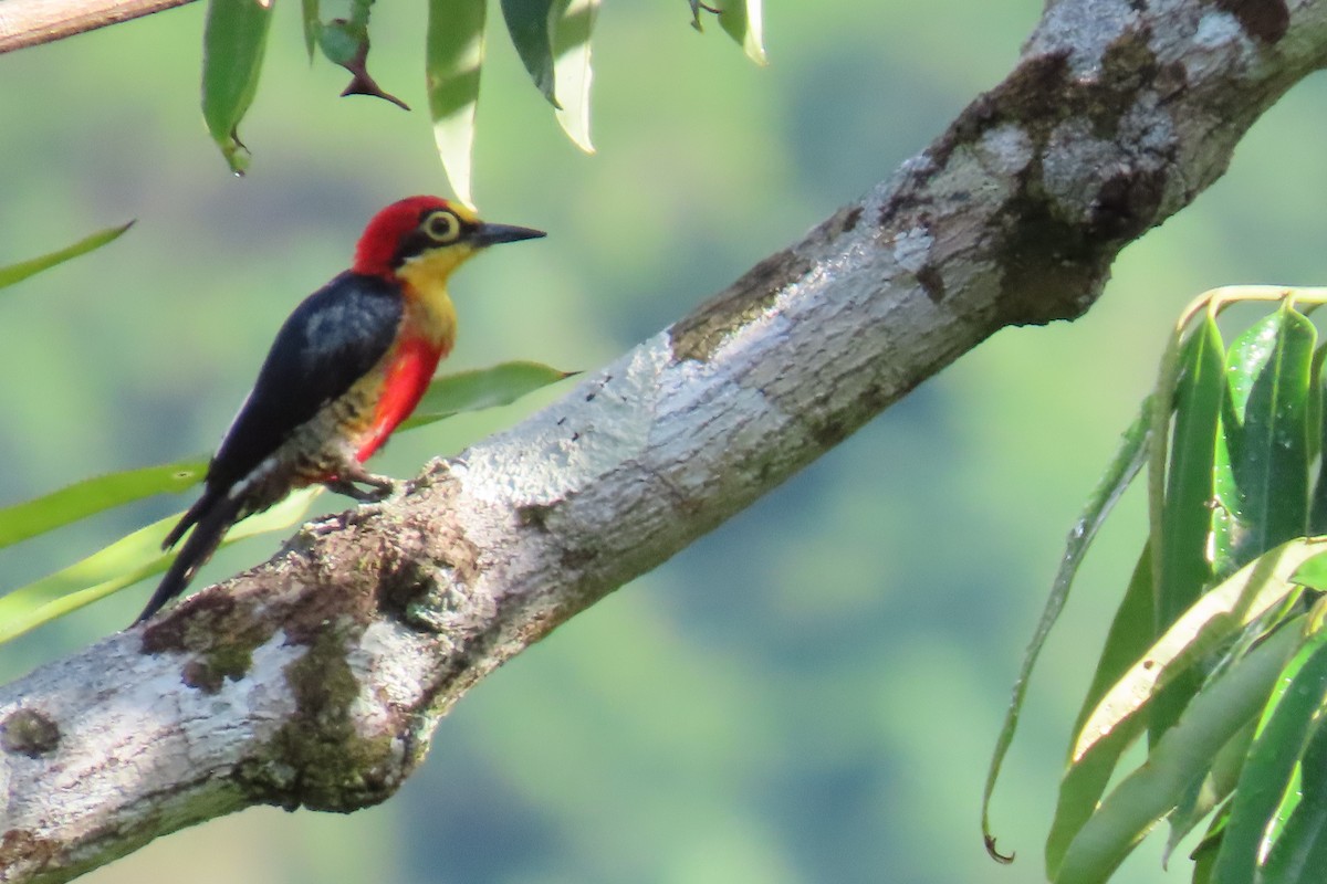 Yellow-fronted Woodpecker - ML647184801