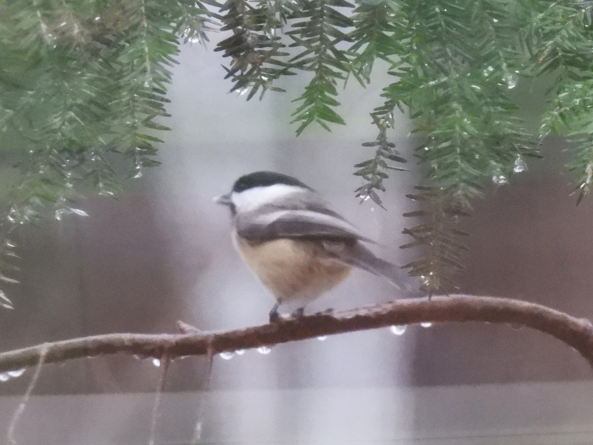 Black-capped Chickadee - ML647184803
