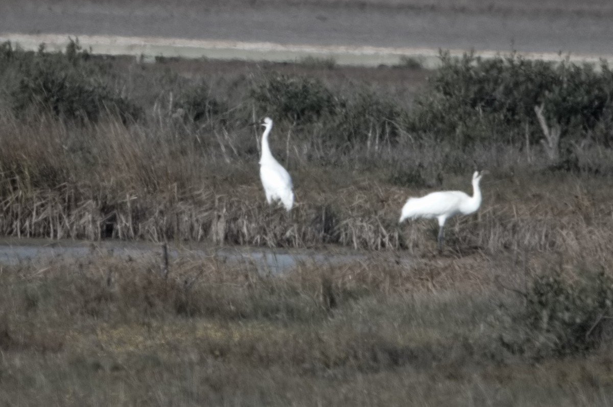 jeřáb americký - ML647184816