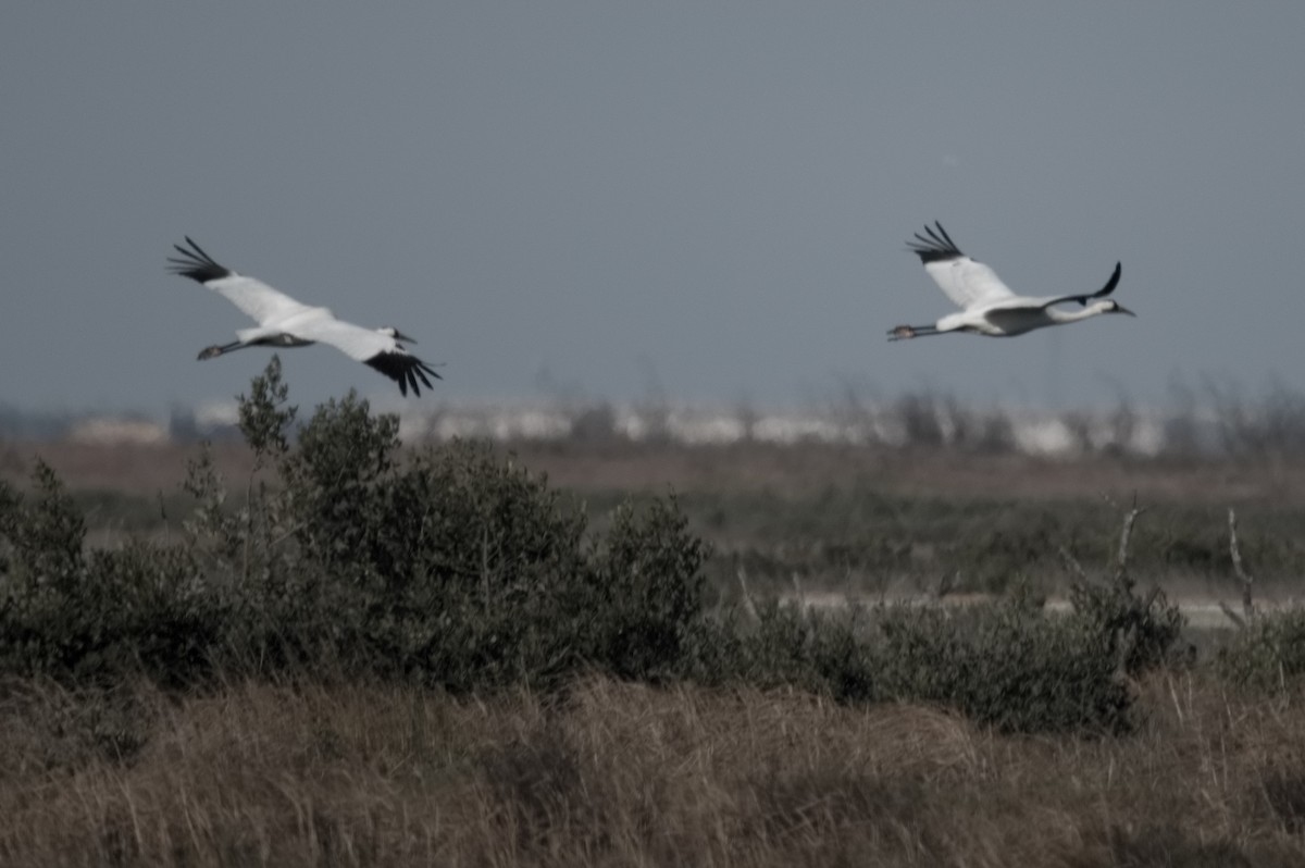 jeřáb americký - ML647184817