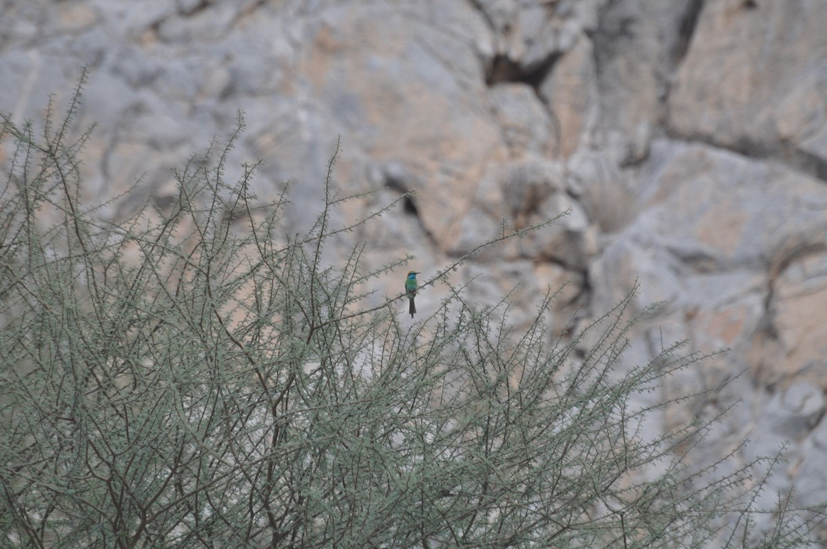 Arabian Green Bee-eater - ML647184819