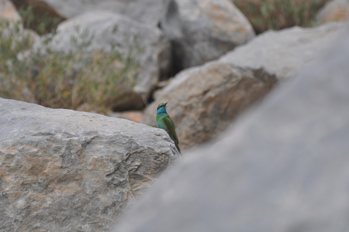 Arabian Green Bee-eater - ML647184820