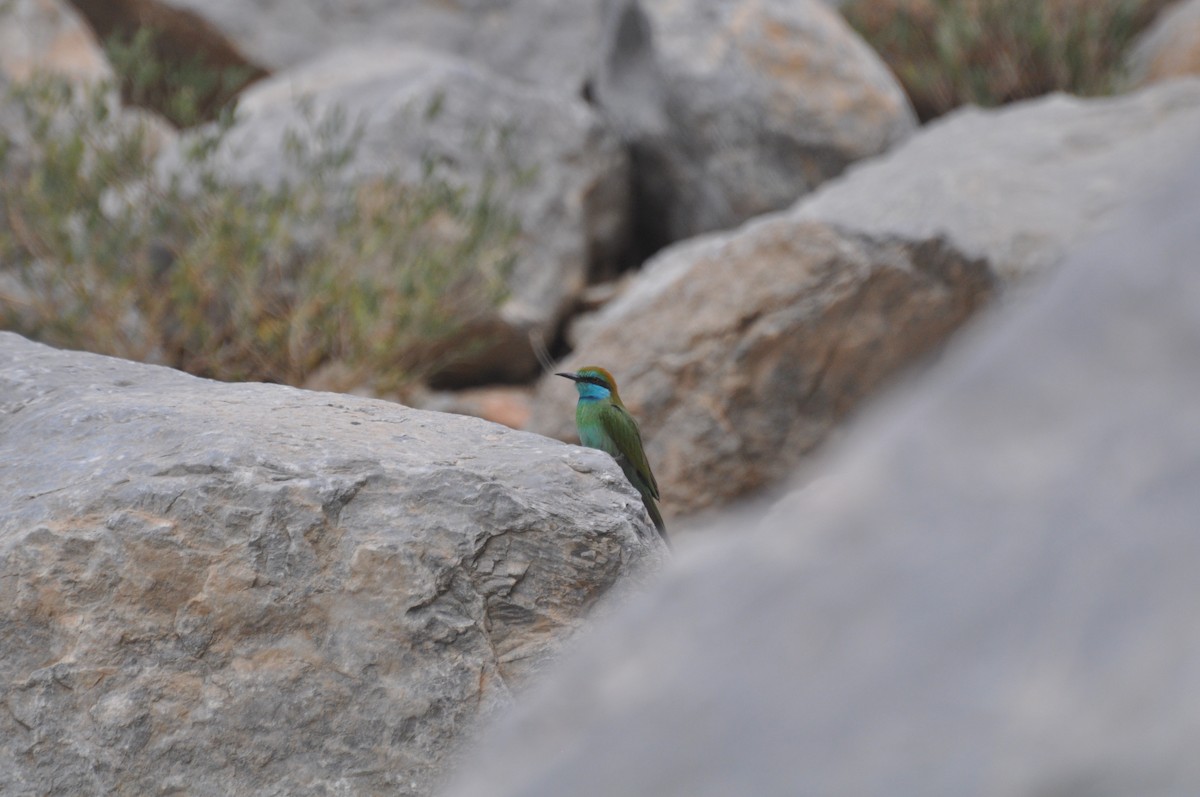 Arabian Green Bee-eater - ML647184821
