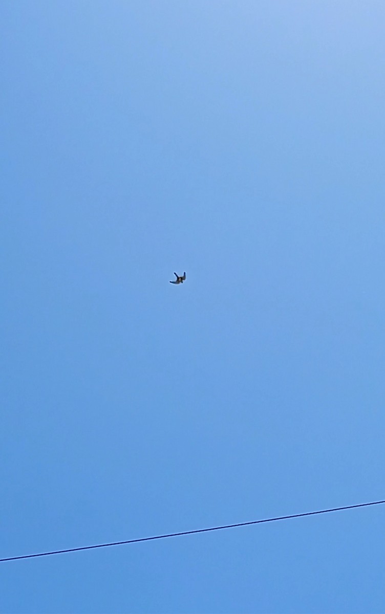 American Kestrel - ML647184823