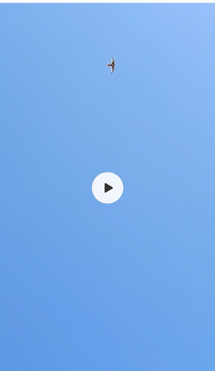 American Kestrel - ML647184824