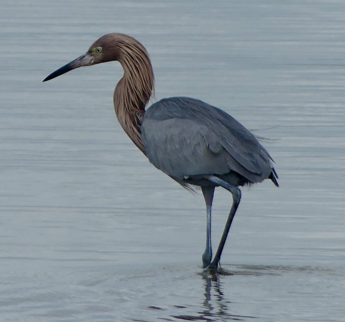 Reddish Egret - ML647184825