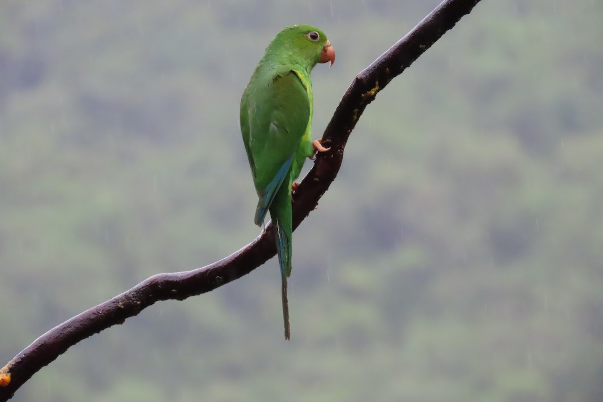 Plain Parakeet - ML647184829