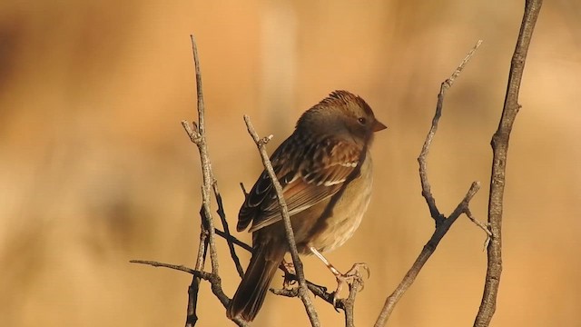 White-crowned Sparrow - ML647184834