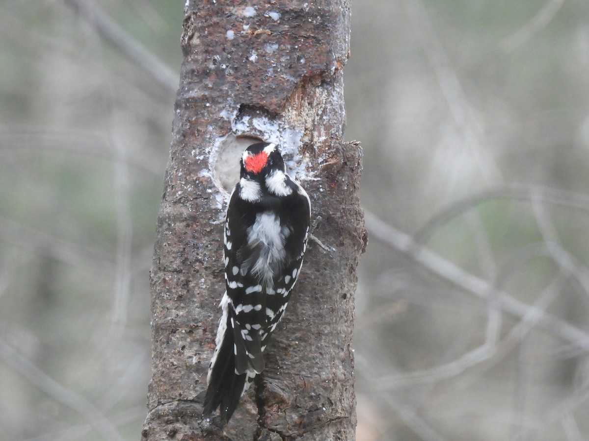 Pico Pubescente - ML647184836