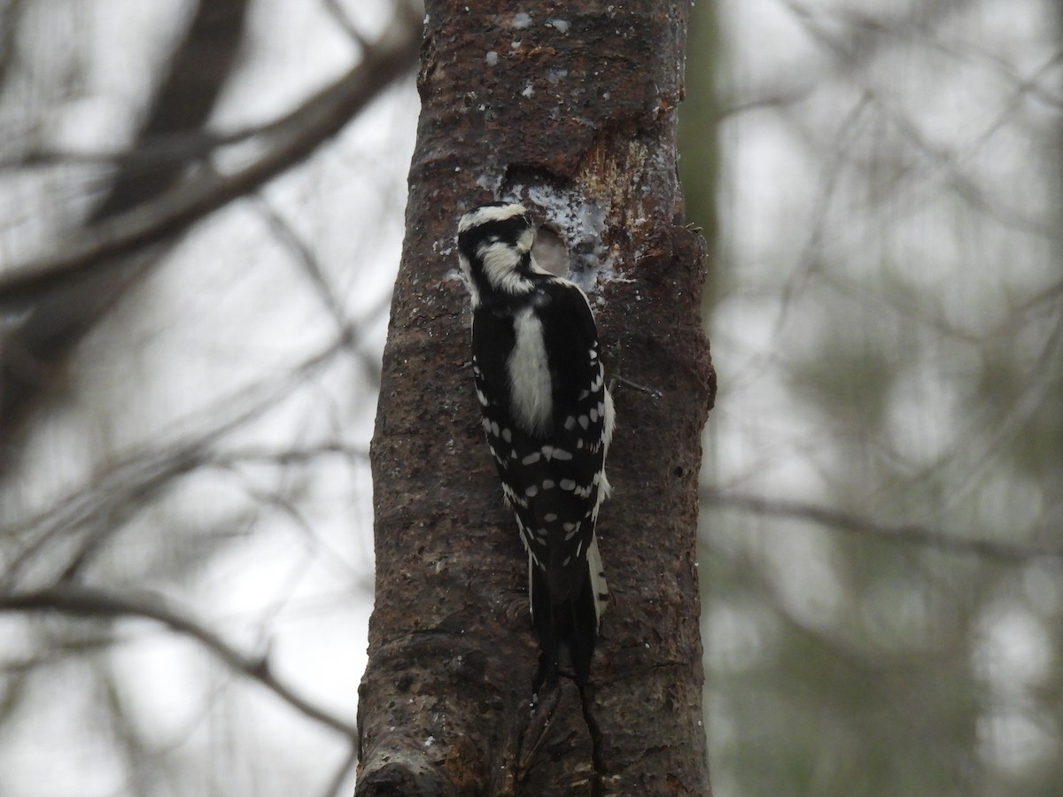 Pico Pubescente - ML647184837