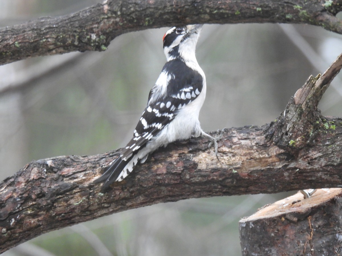 Pico Pubescente - ML647184838