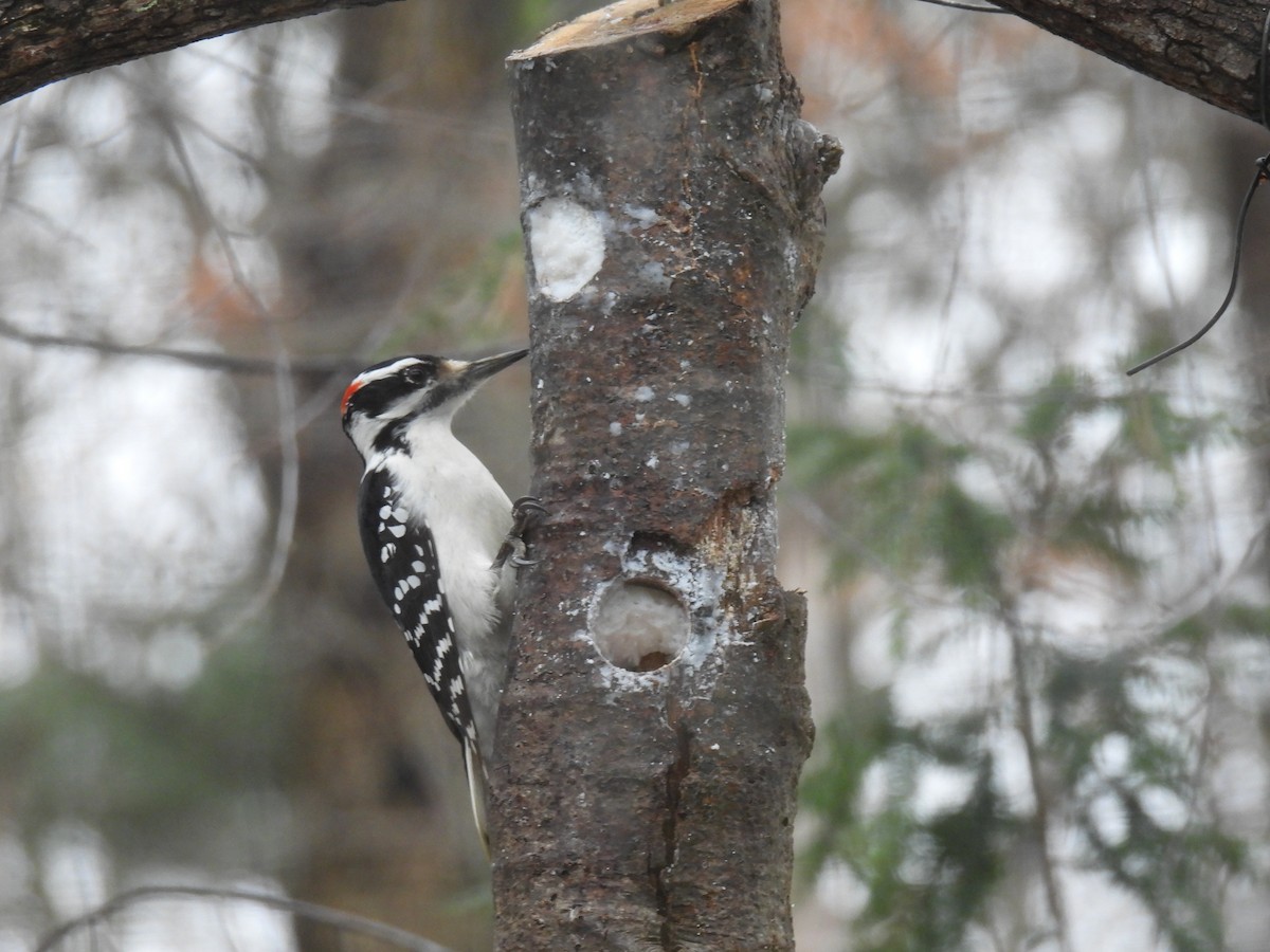 Hairy Woodpecker - ML647184840
