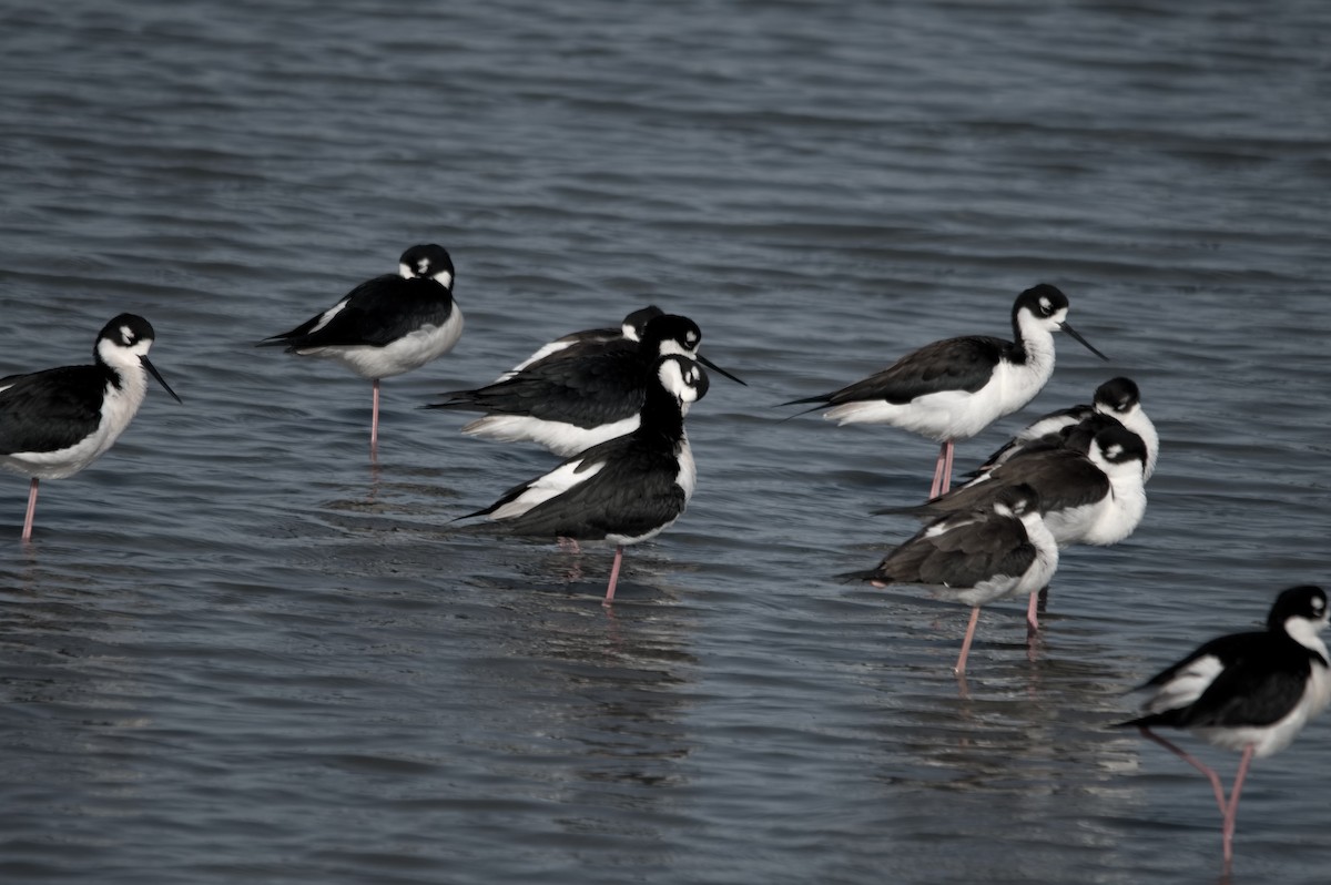 Échasse d'Amérique - ML647184847