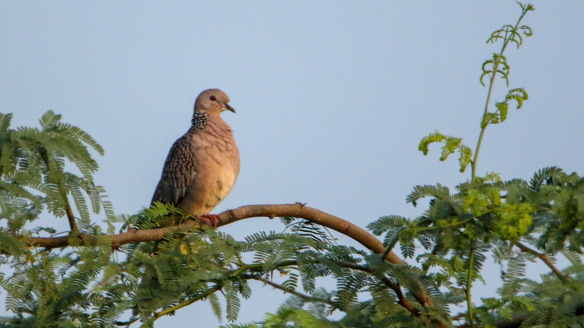 Spotted Dove - ML647184851