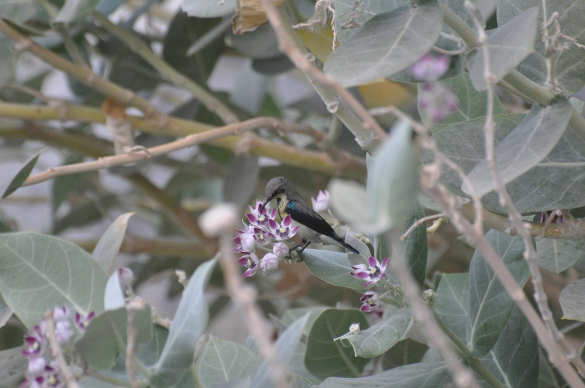 Purple Sunbird - ML647184853