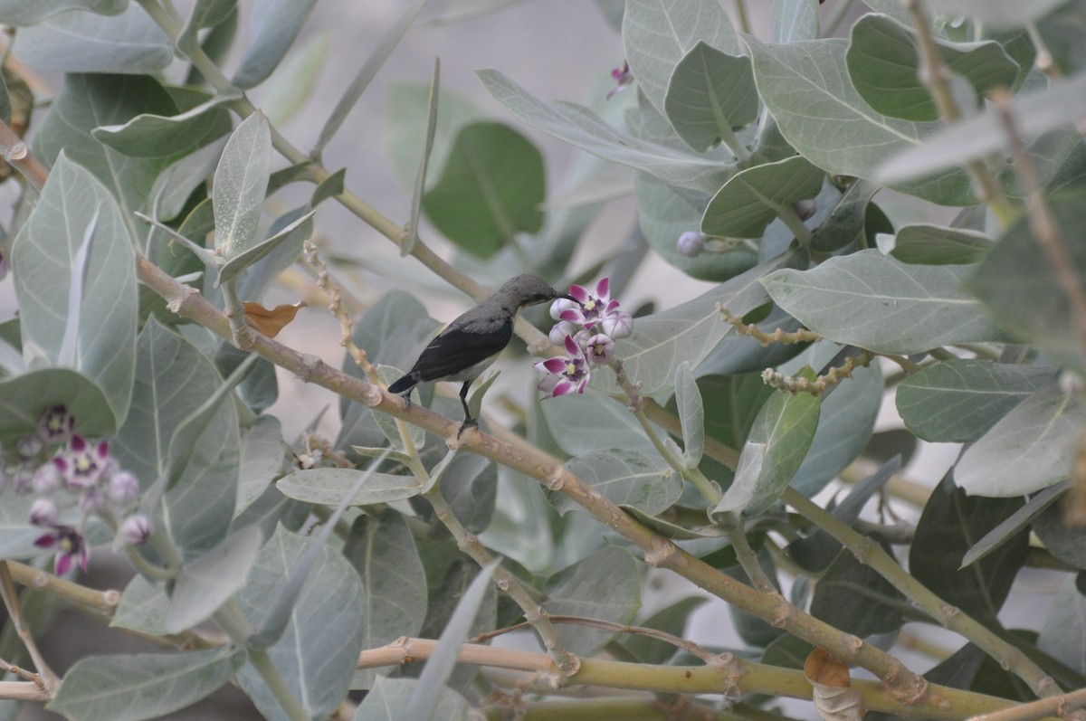 Purple Sunbird - ML647184854