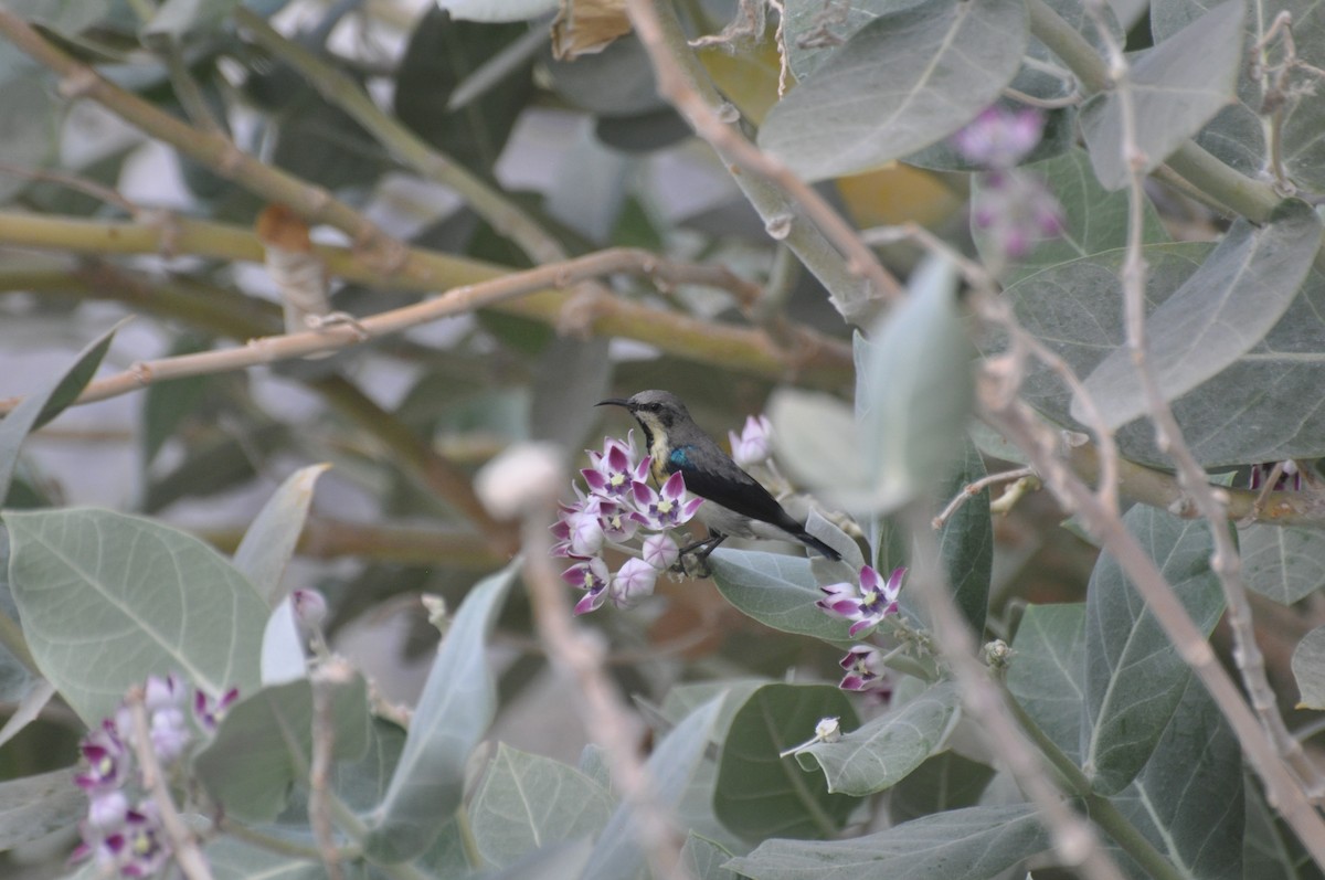 Purple Sunbird - ML647184855