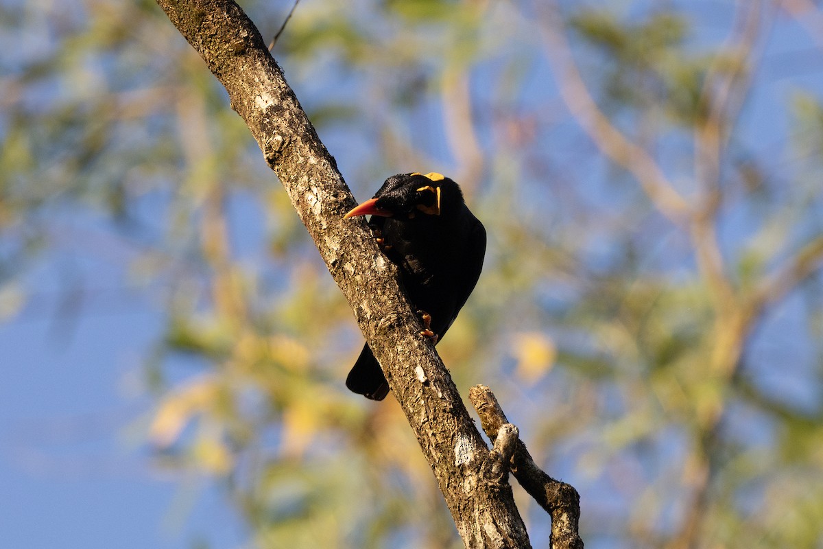 loskuták jižní - ML647184857