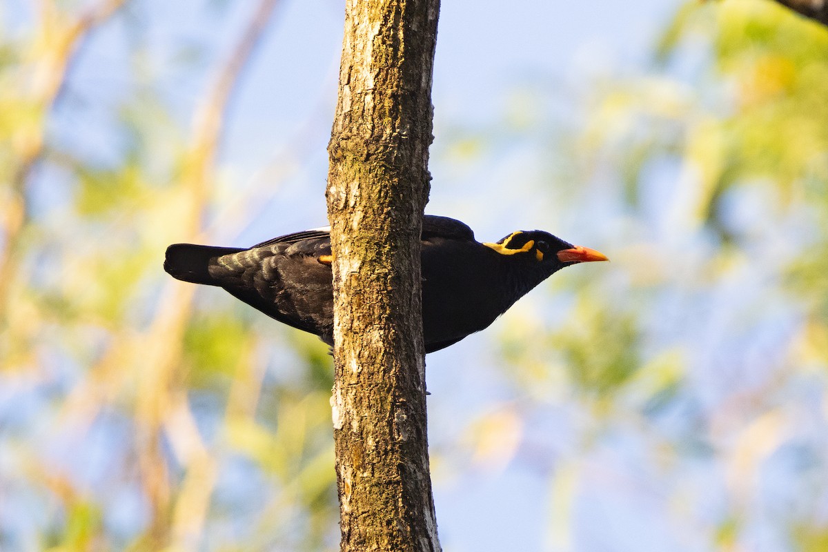 loskuták jižní - ML647184858