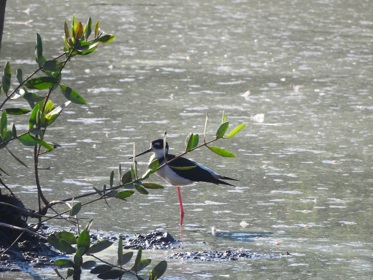 Échasse d'Amérique - ML647184859