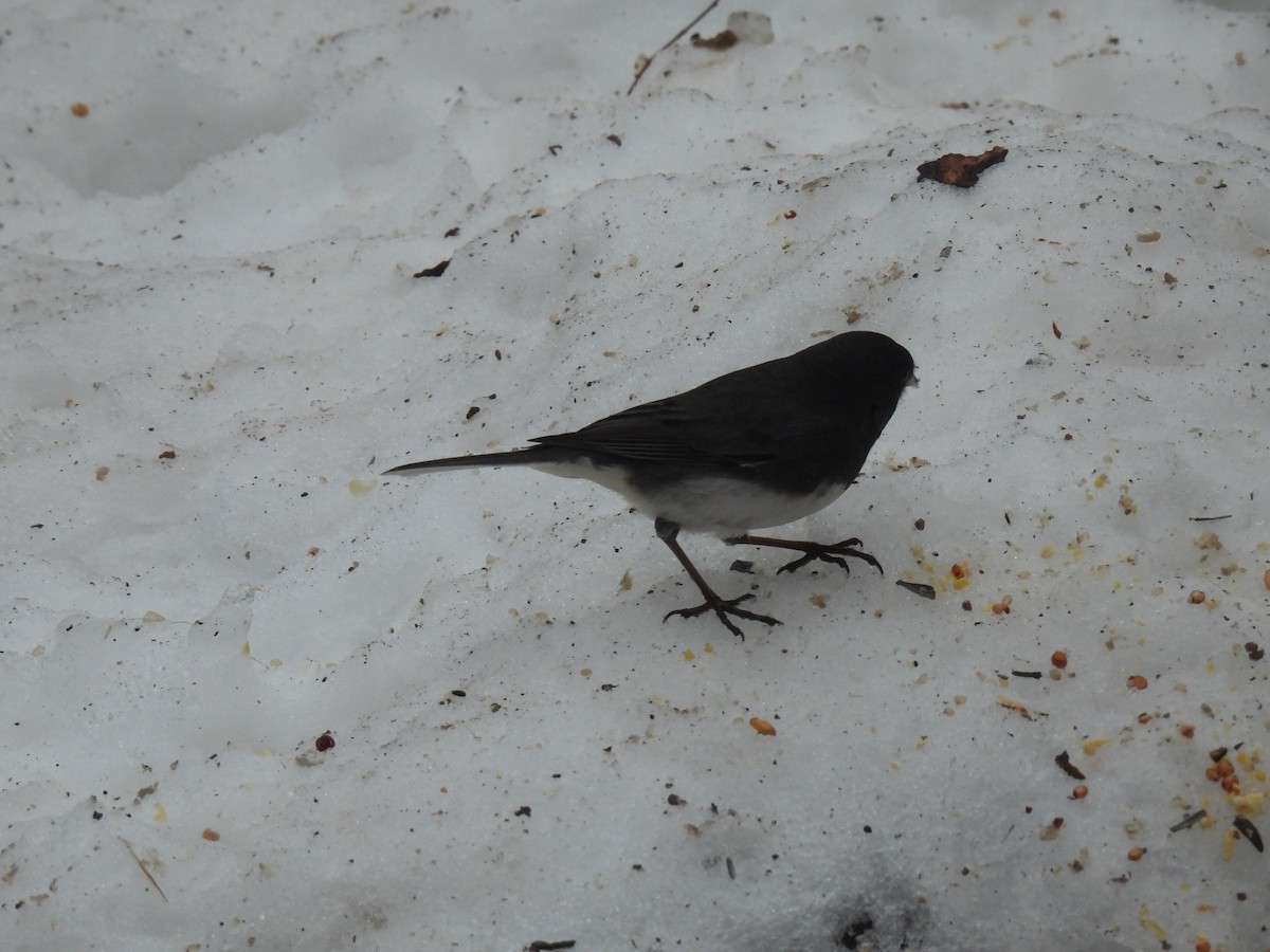 Dark-eyed Junco - ML647184861