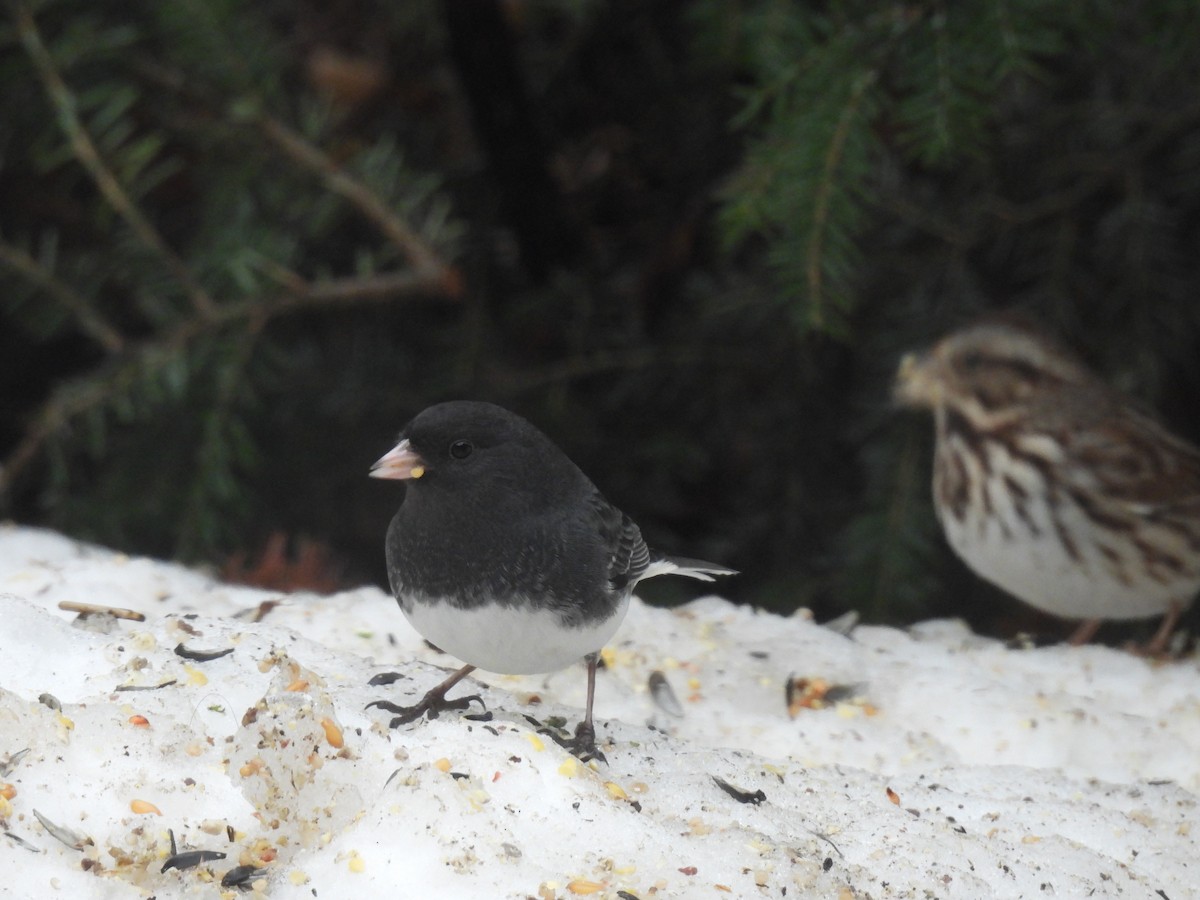 Dark-eyed Junco - ML647184862