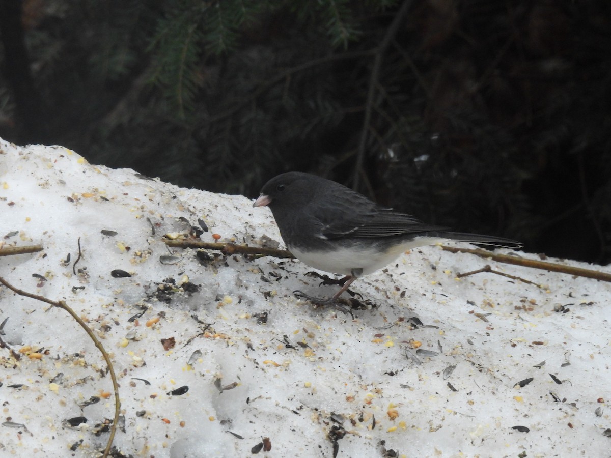 Dark-eyed Junco - ML647184863