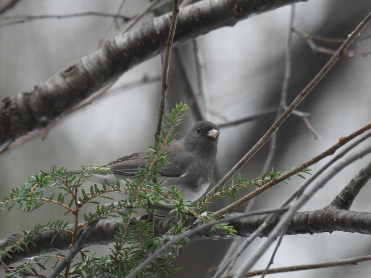 Dark-eyed Junco - ML647184864