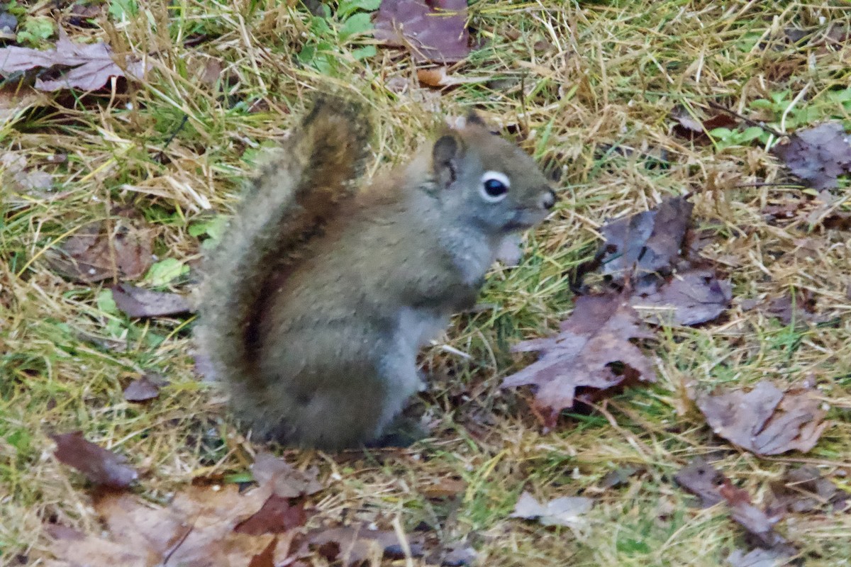 American Red Squirrel - ML647184865