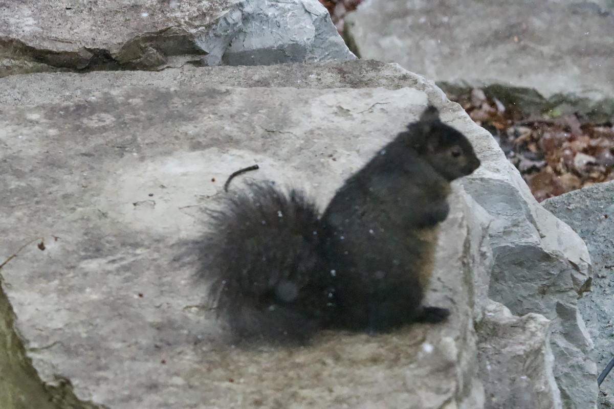 Eastern Gray Squirrel - ML647184866