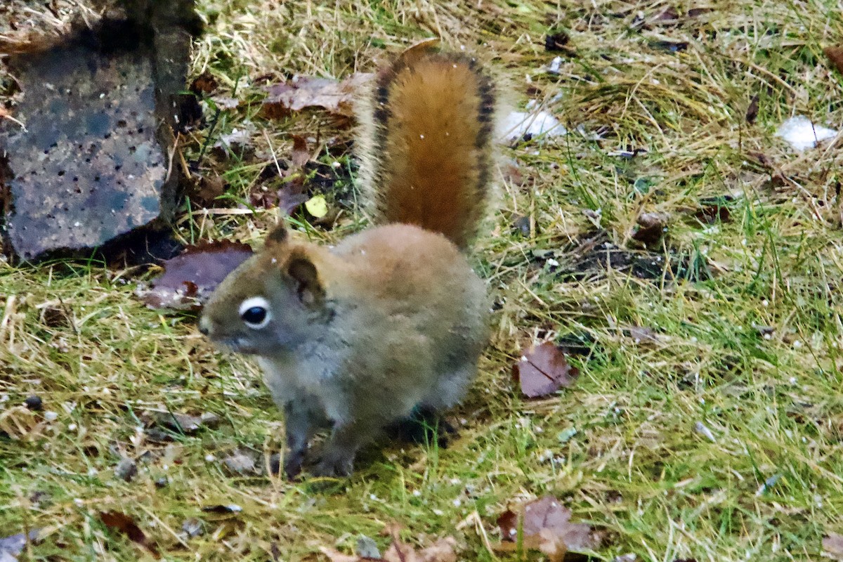 American Red Squirrel - ML647184868