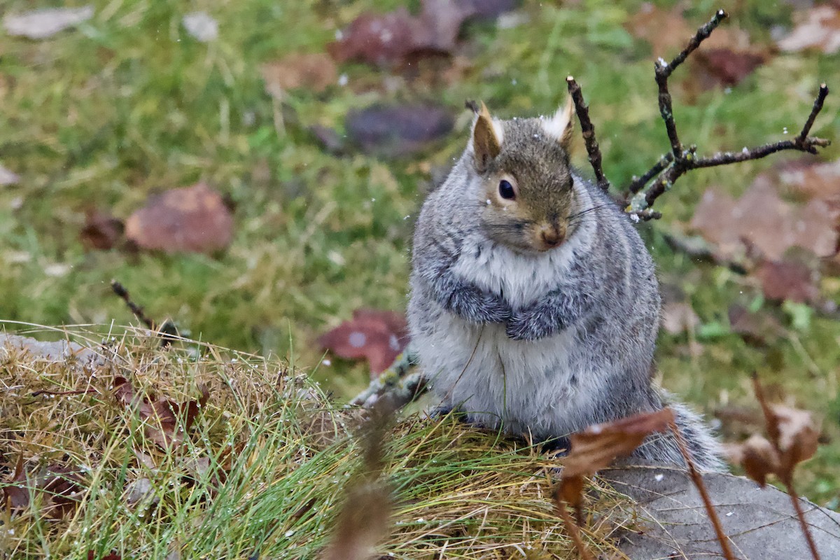 Eastern Gray Squirrel - ML647184870