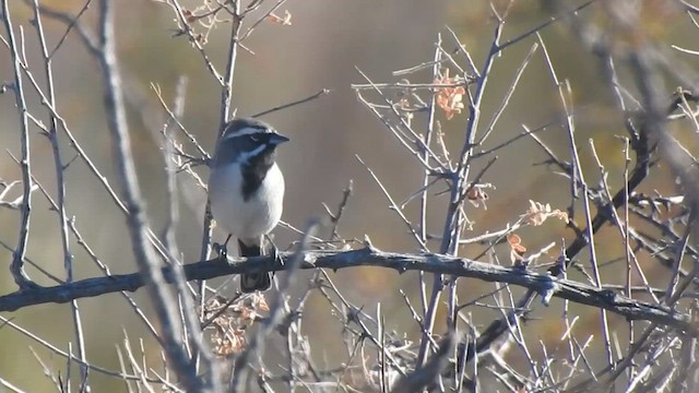 Black-throated Sparrow - ML647184874