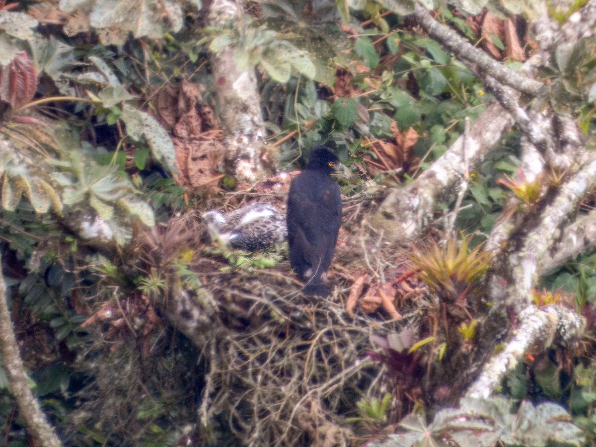 Black-and-chestnut Eagle - ML647184877