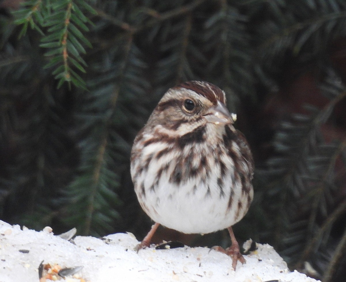 Song Sparrow - ML647184878