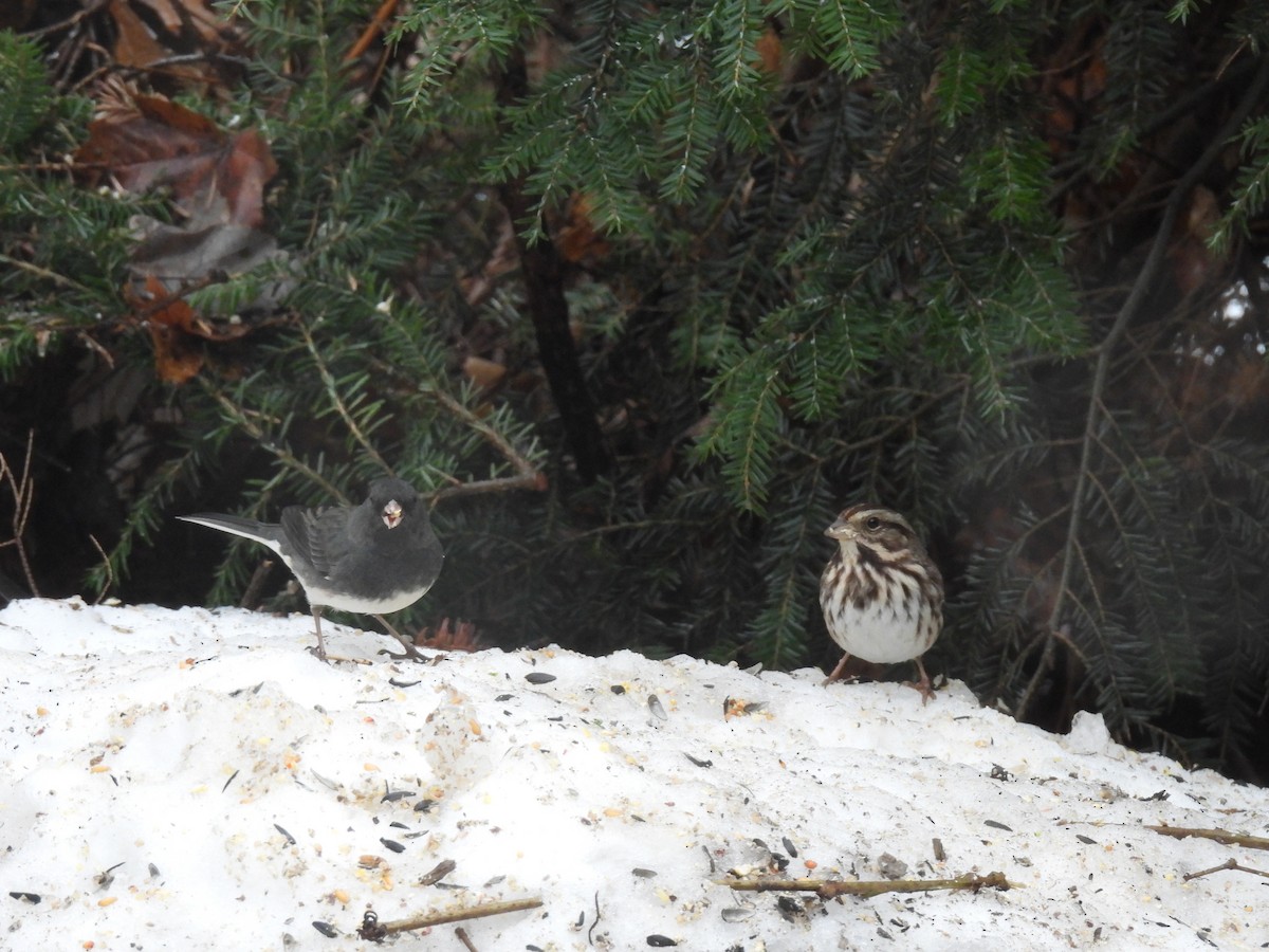 Song Sparrow - ML647184879