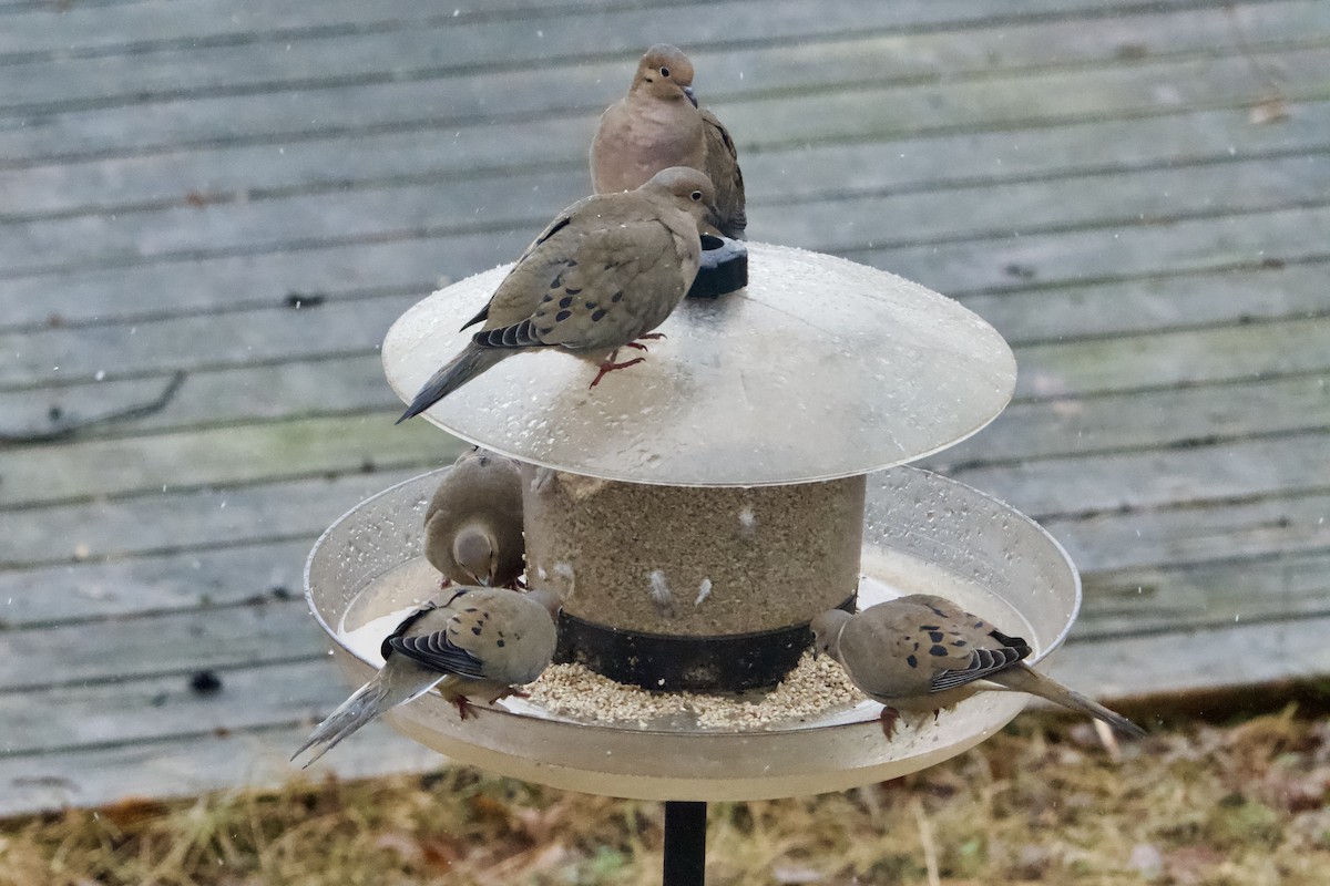 Mourning Dove - ML647184885