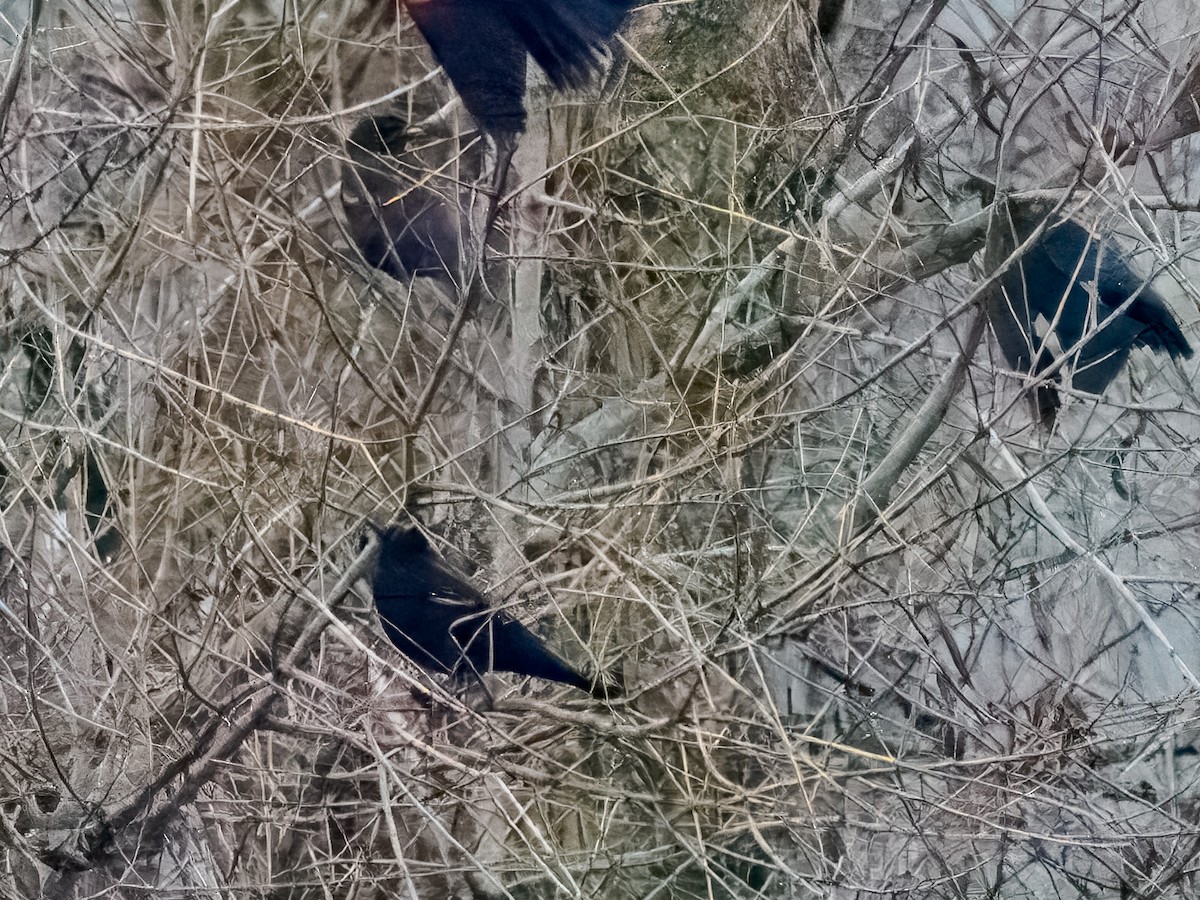 Tricolored Blackbird - ML647184888