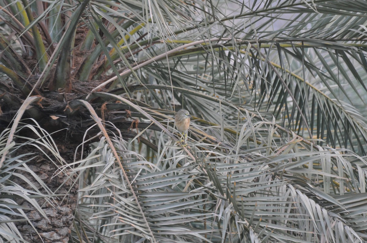 Indian Pond-Heron - ML647184889