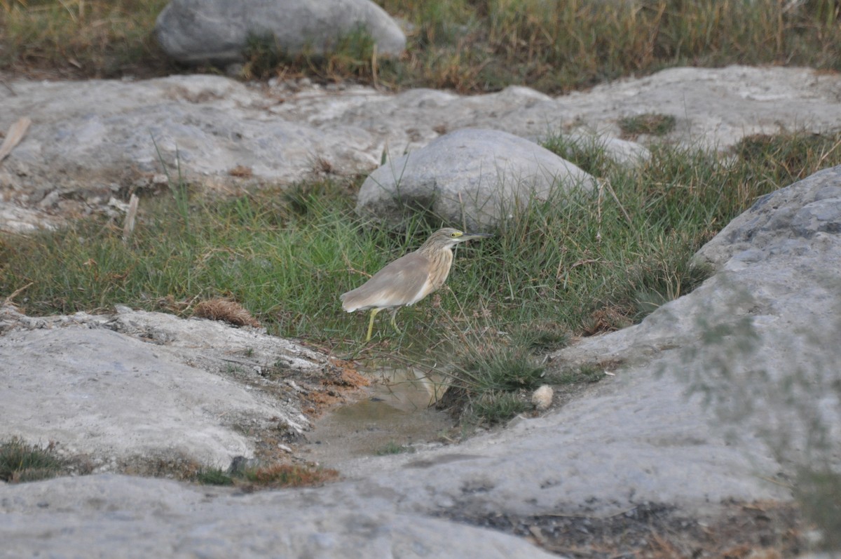 Indian Pond-Heron - ML647184890