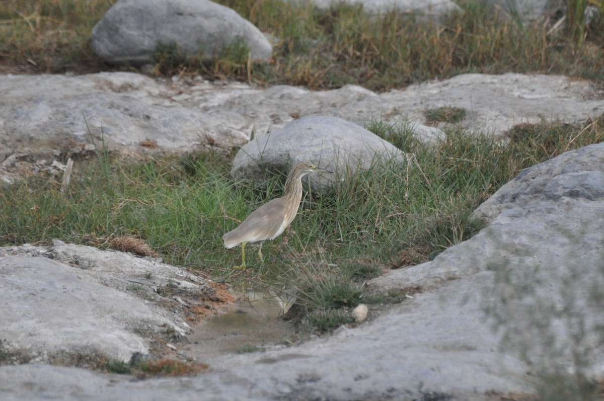 Indian Pond-Heron - ML647184891