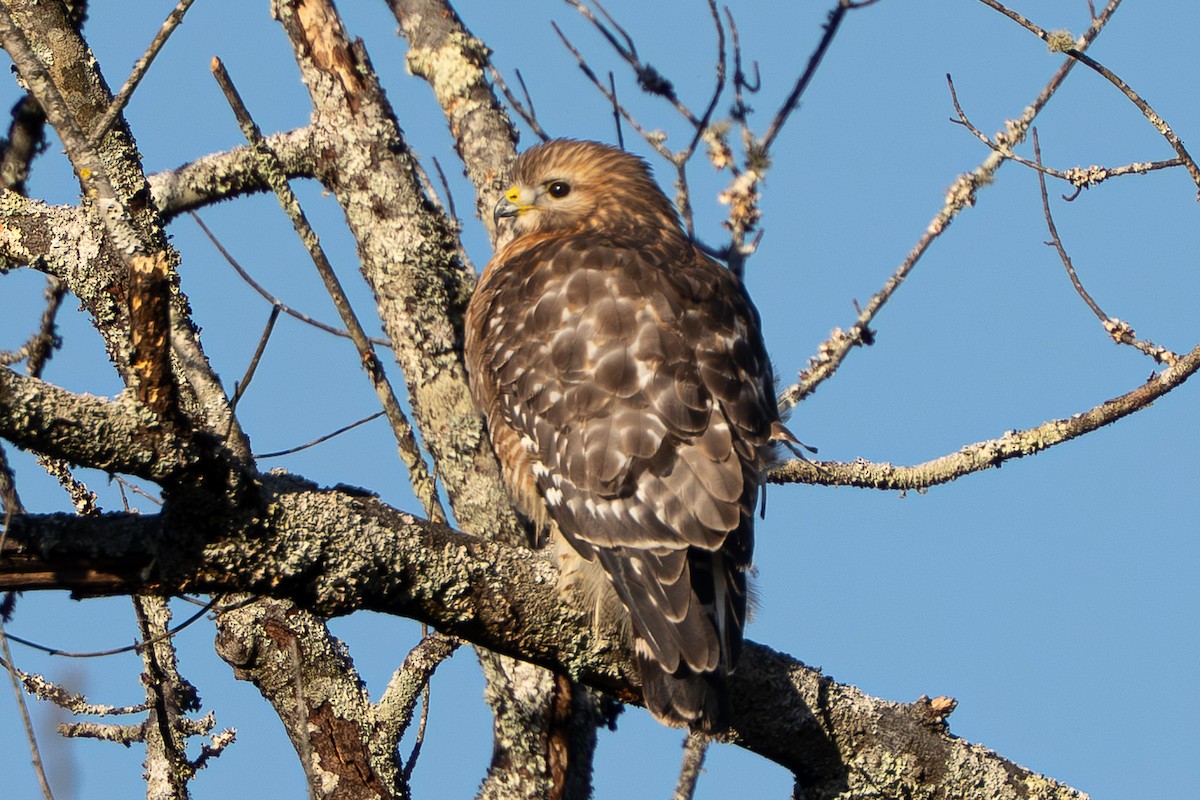 Rotschulterbussard - ML647184893