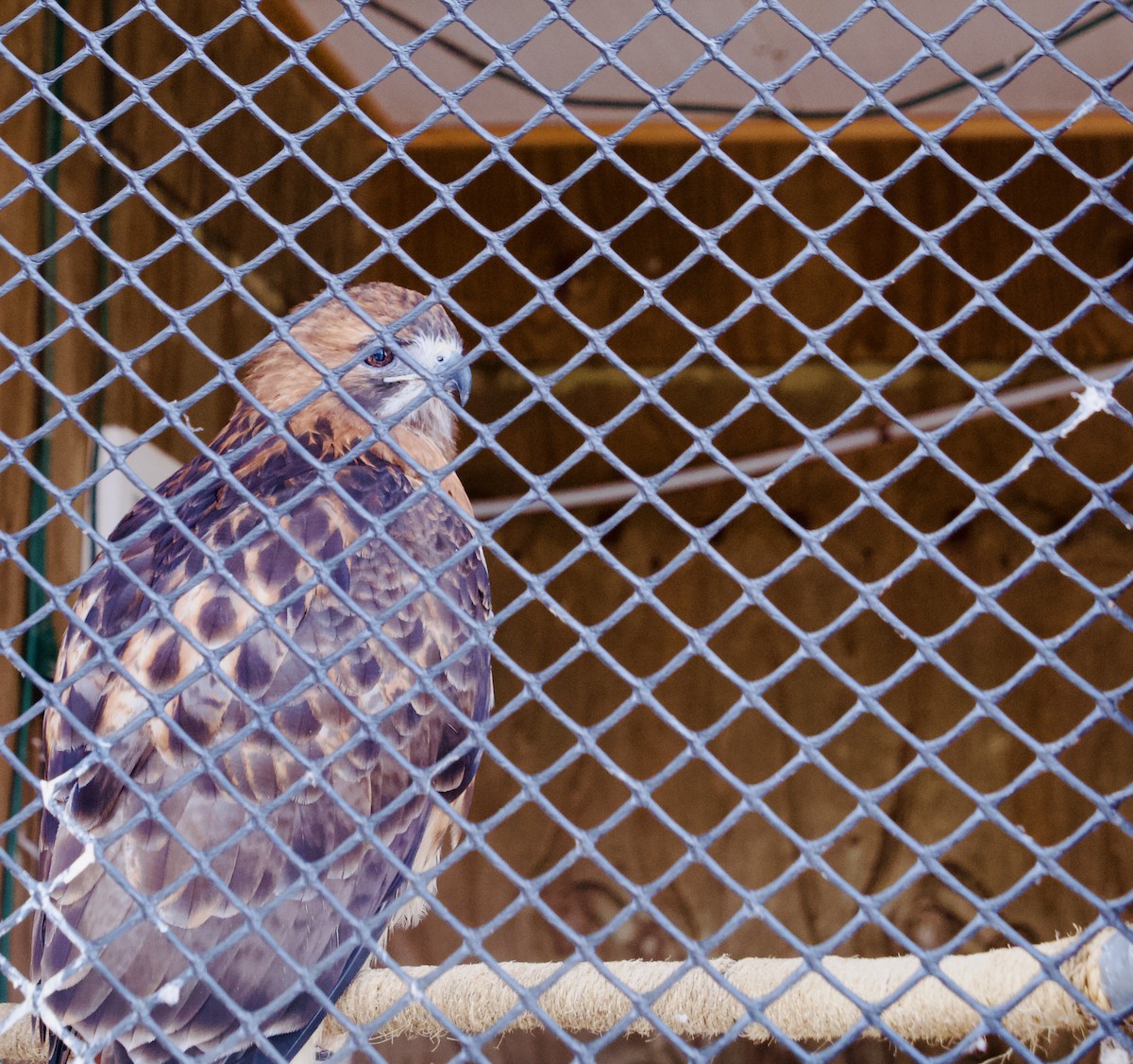 Rotschwanzbussard (borealis) - ML647184895