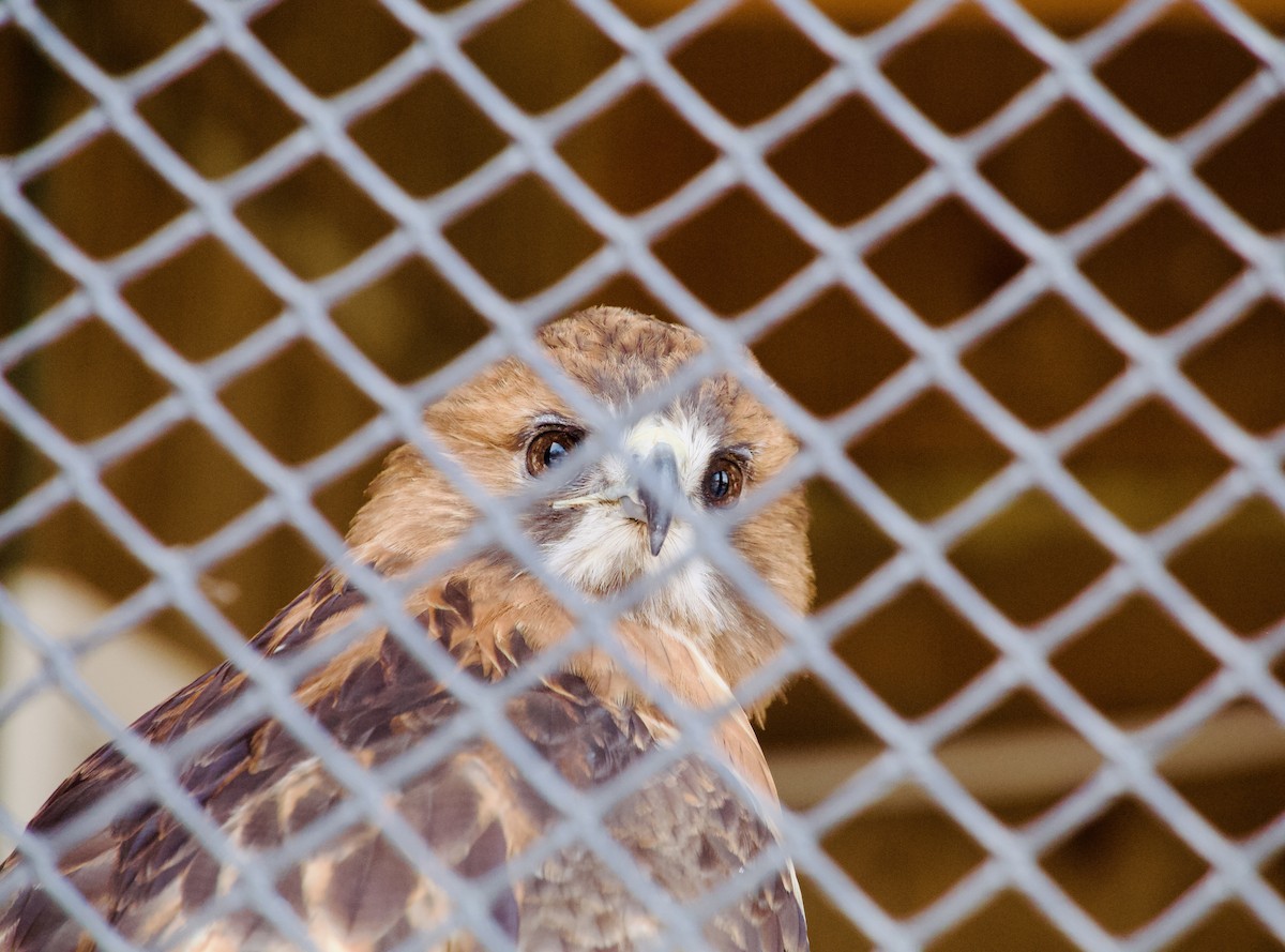 Rotschwanzbussard (borealis) - ML647184896